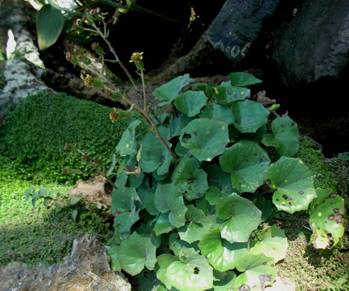 nel fontanile Farfugium japonicum